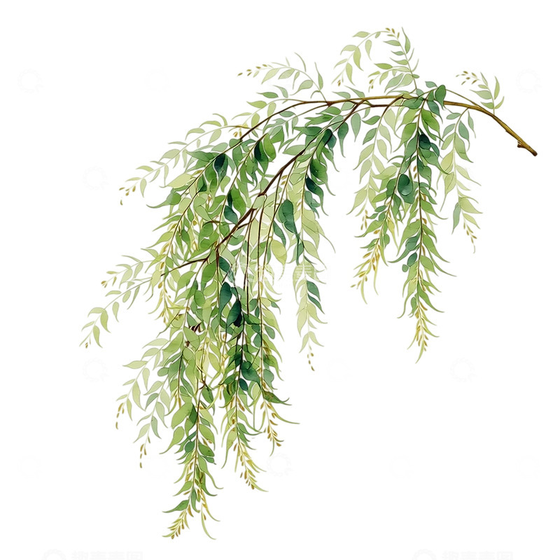 高清大图下载【趣麦麦图】柳枝缀满春日细雨