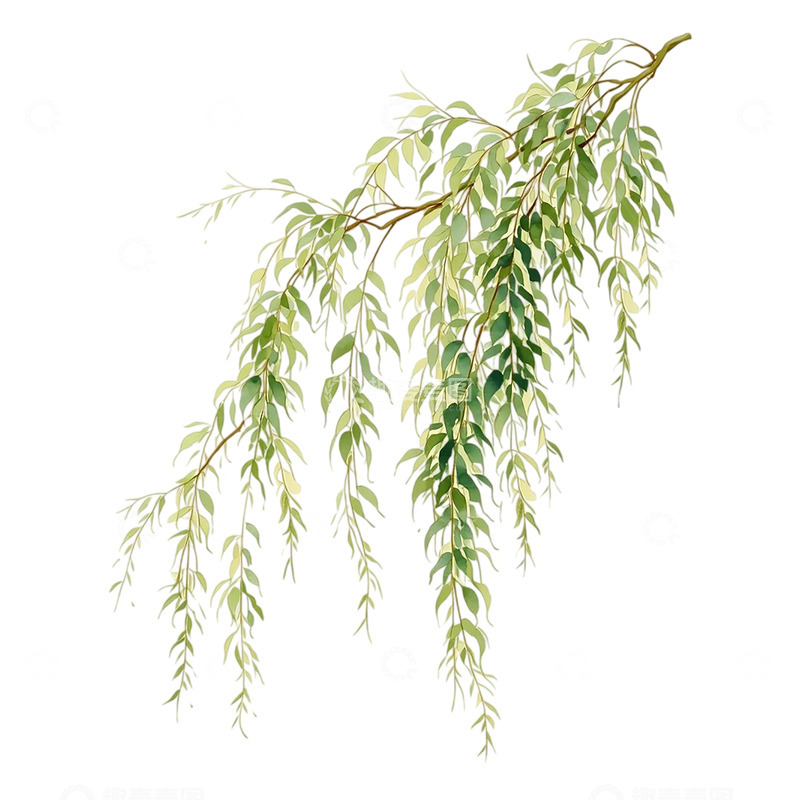 高清大图下载【趣麦麦图】柳枝垂挂春风细语