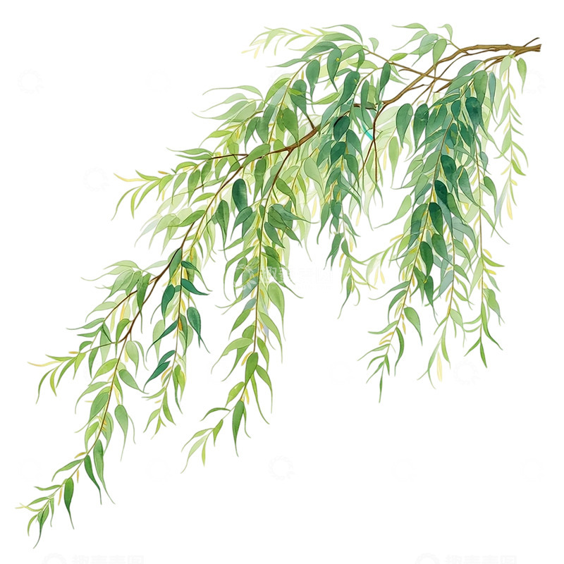 高清大图下载【趣麦麦图】流动之韵柳枝飘逸