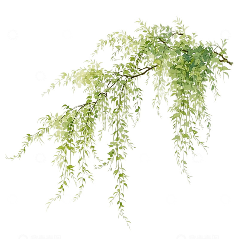 高清大图下载【趣麦麦图】柳枝轻舞春风摇曳
