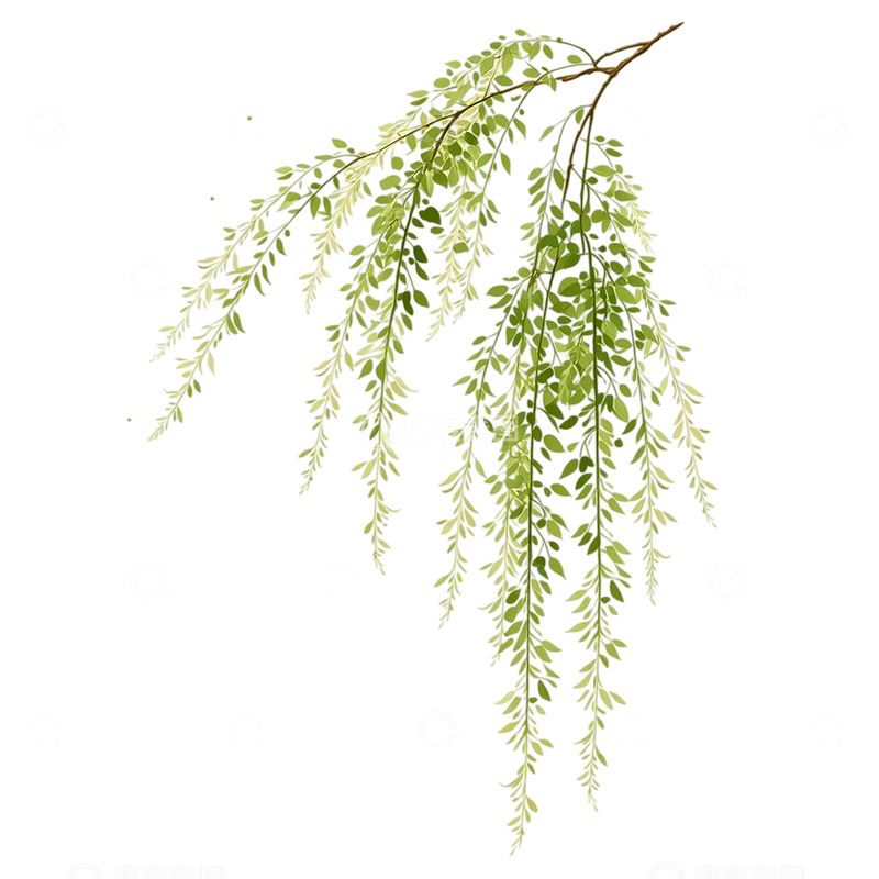 高清大图下载【趣麦麦图】柳絮飘扬如细雨缠绵