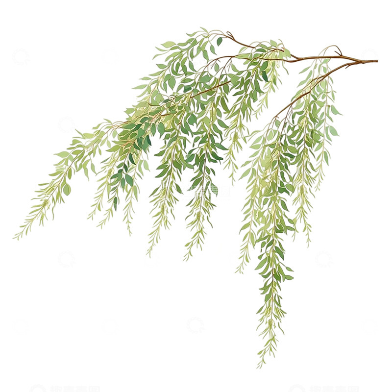 高清大图下载【趣麦麦图】柳枝轻舞春风细语