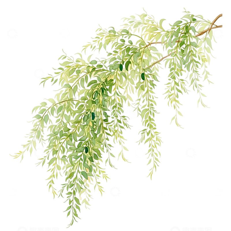 高清大图下载【趣麦麦图】绿意盎然柳枝轻舞飘扬