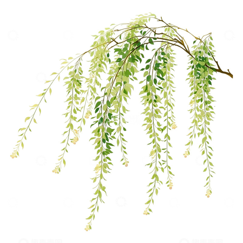 高清大图下载【趣麦麦图】柳枝轻摇春风细语