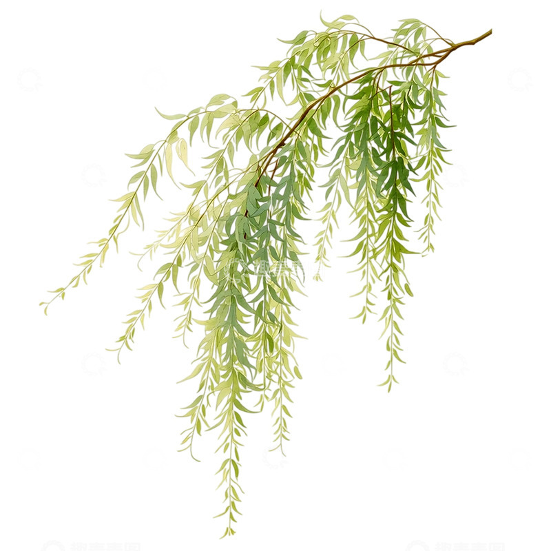 高清大图下载【趣麦麦图】柳枝轻摇春风中的呢喃