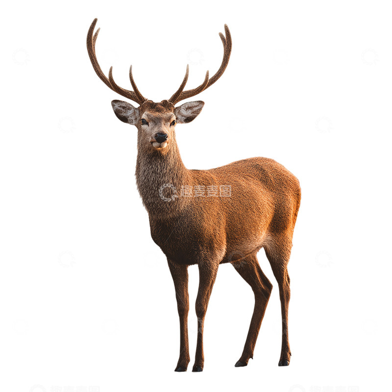 高清大图下载【趣麦麦图】荒野中的尊贵王者