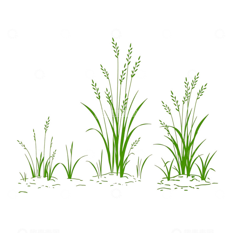 高清大图下载【趣麦麦图】春草繁茂的生命律动