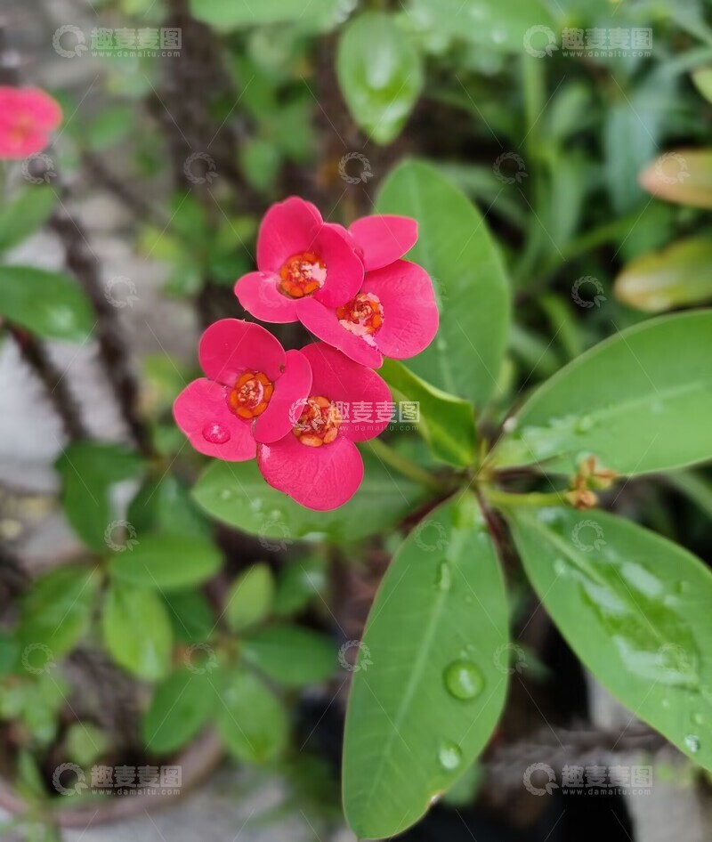 高清大图下载【趣麦麦图】鲜艳红花绿叶自然植物摄影