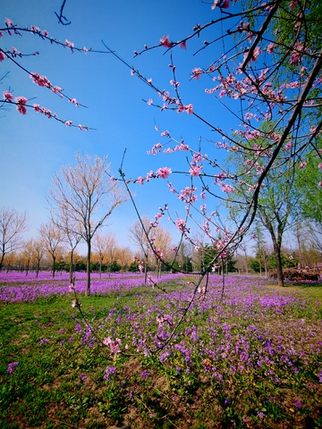 春日花园桃花盛开