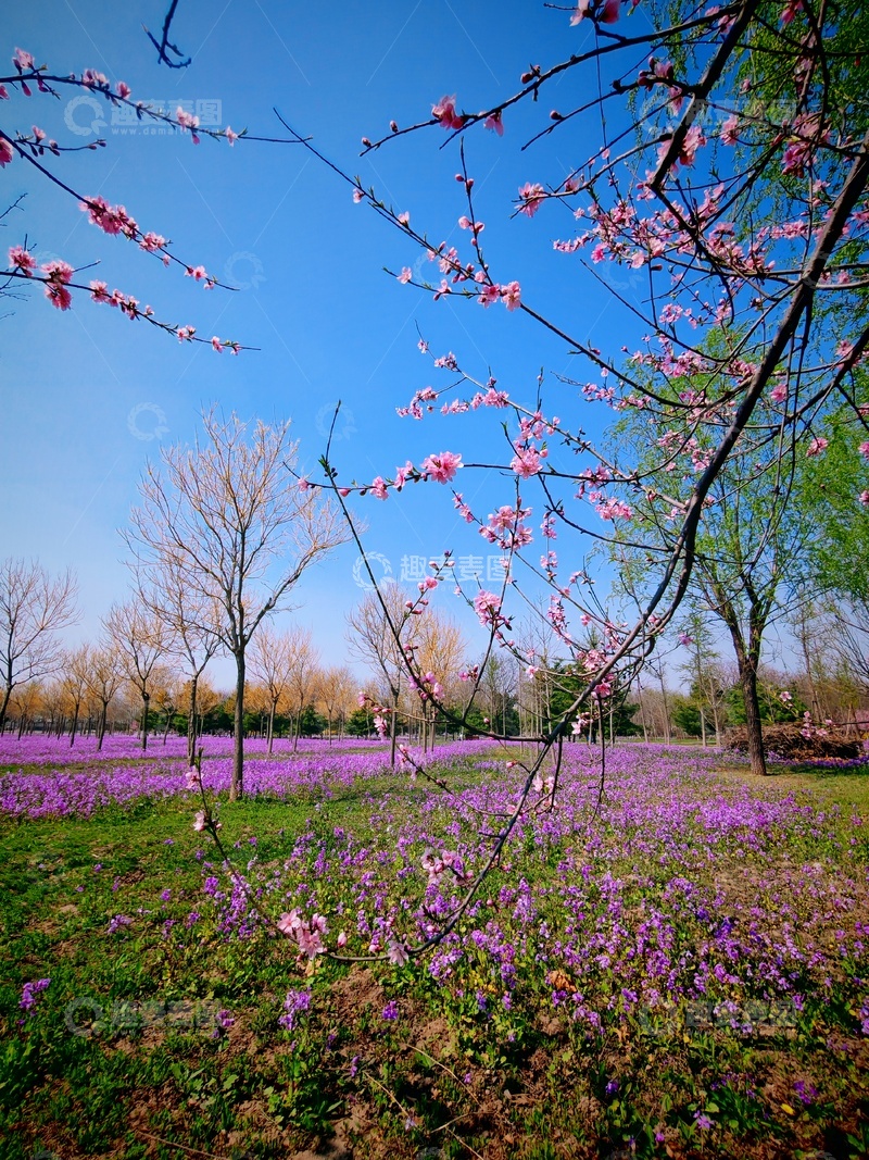 高清大图下载【趣麦麦图】春日花园桃花盛开
