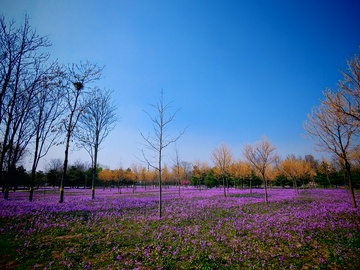 春日花海树林风光摄影图