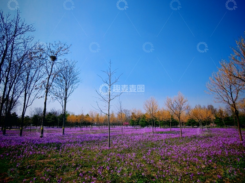 高清大图下载【趣麦麦图】春日花海树林风光摄影图