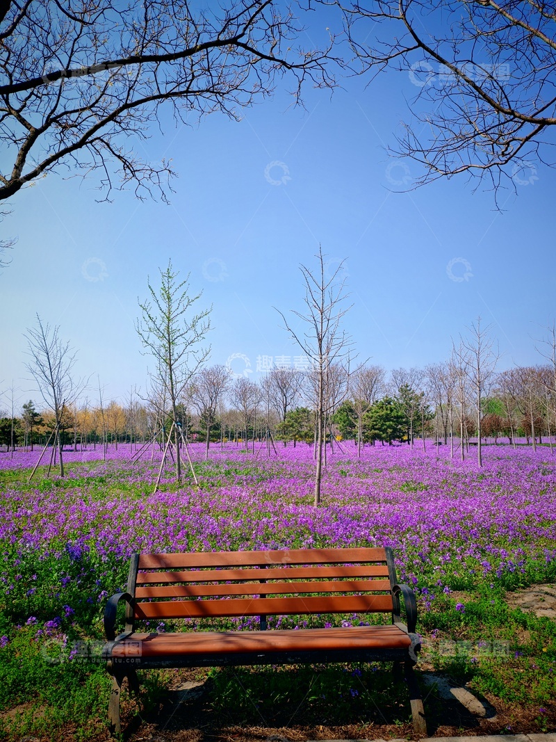 高清大图下载【趣麦麦图】紫色花海长椅风景