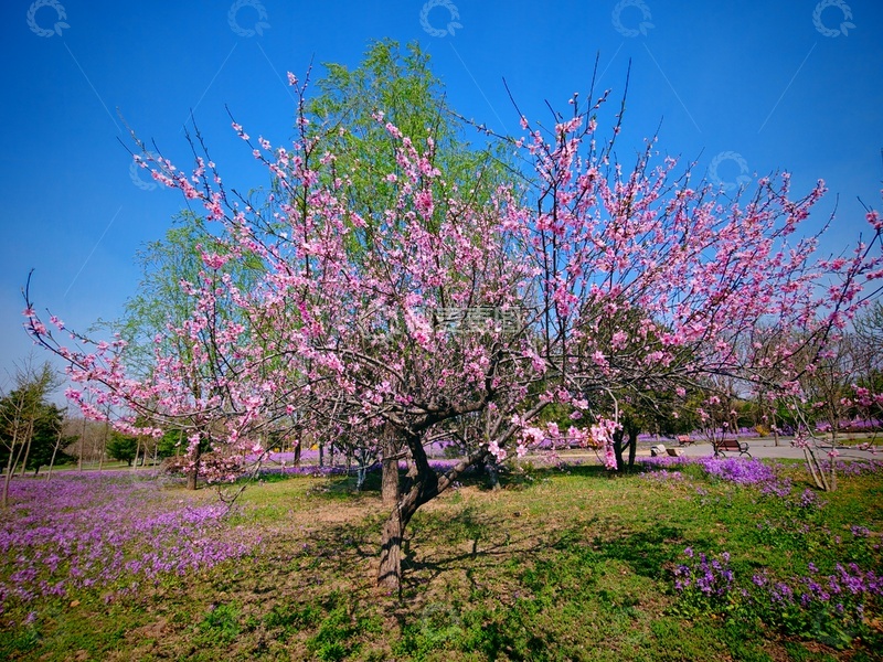 高清大图下载【趣麦麦图】春日花开粉色树景自然风光摄影