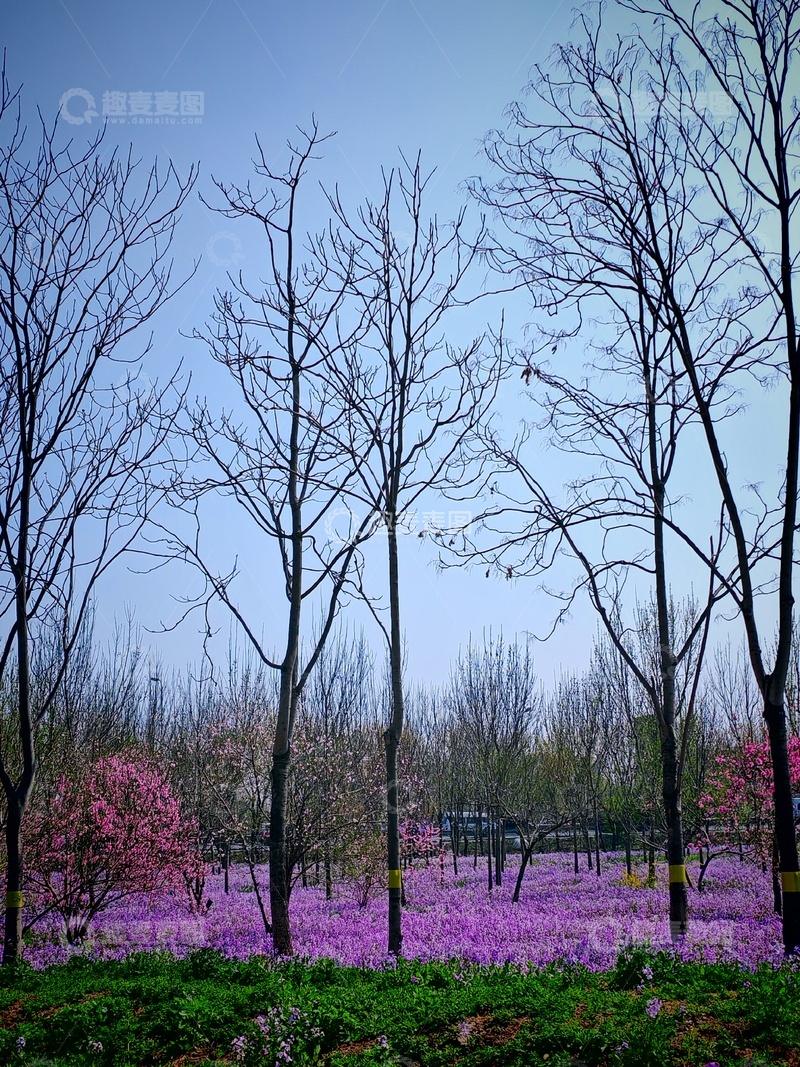 高清大图下载【趣麦麦图】春季樱花盛开园林景色