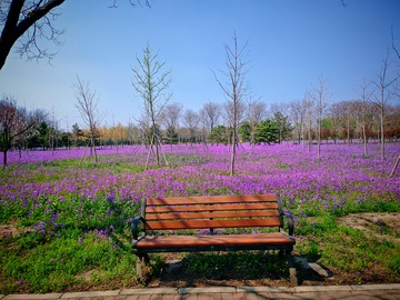 公园长椅花海风景摄影