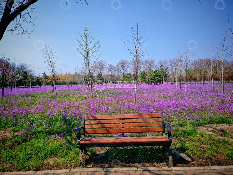 高清大图下载【趣麦麦图】公园长椅花海风景摄影