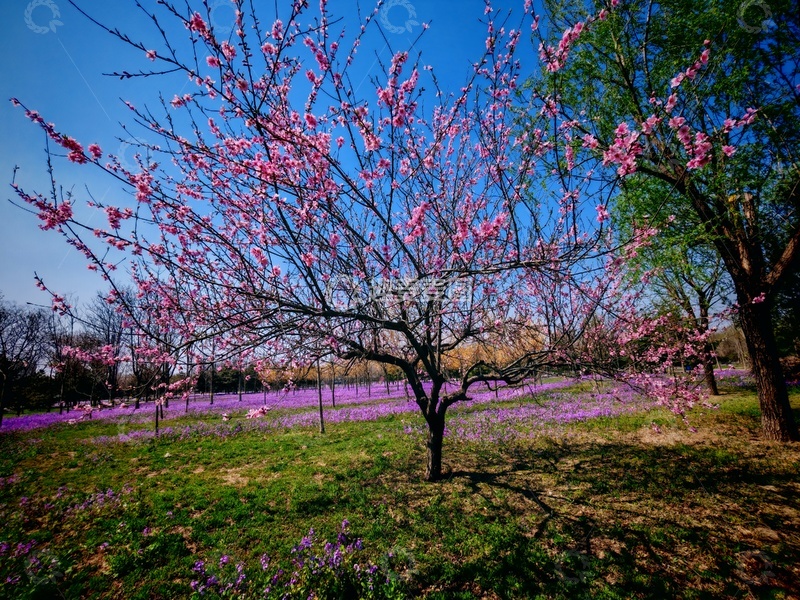 高清大图下载【趣麦麦图】春日桃花盛开美景摄影66