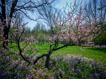春日花园桃花盛开景色