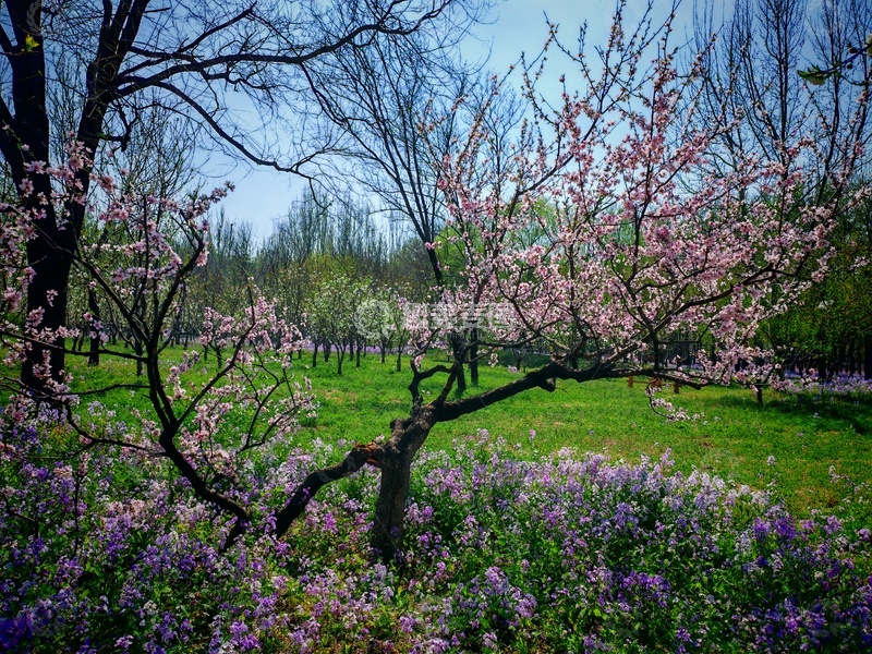 高清大图下载【趣麦麦图】春日花园桃花盛开景色