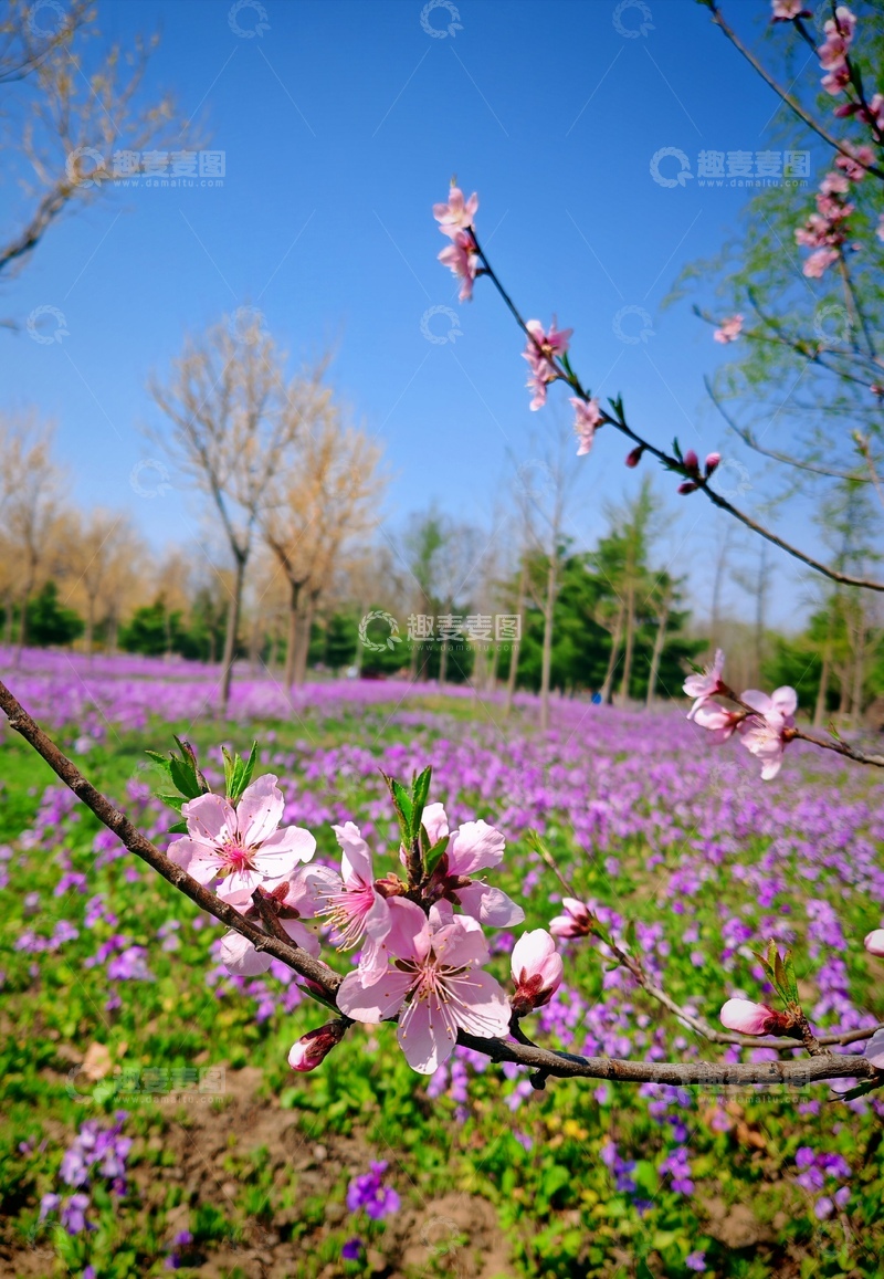 高清大图下载【趣麦麦图】春日桃花盛开花海美景