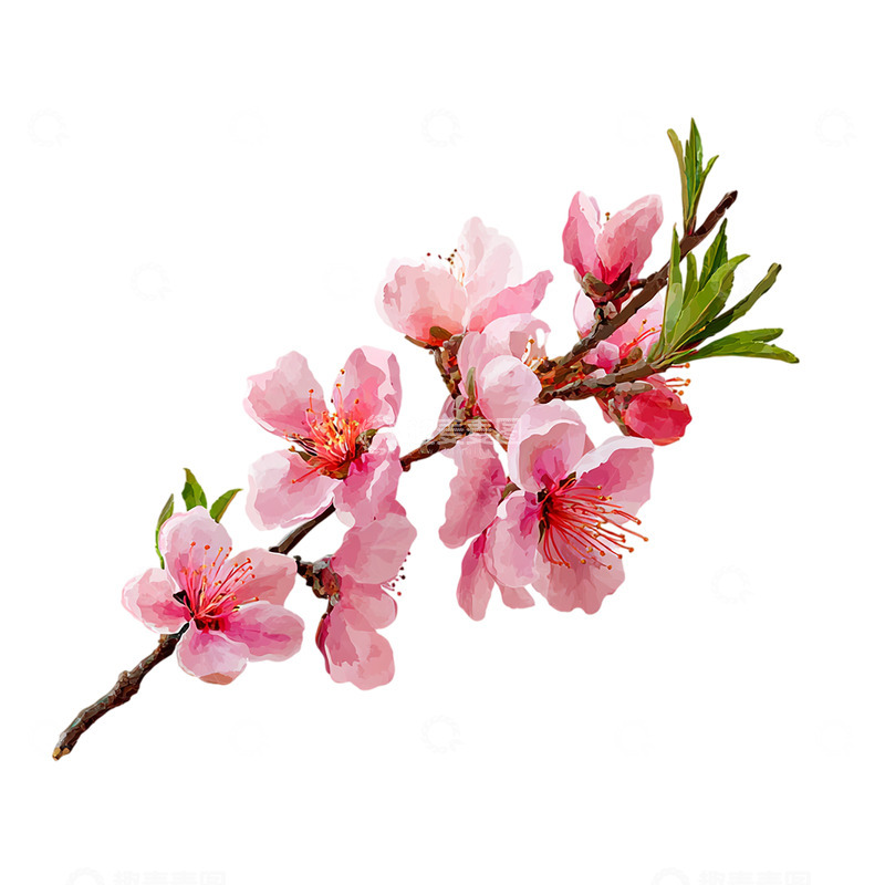 高清大图下载【趣麦麦图】桃花灼灼春意盎然