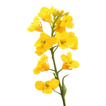 油菜花金色诗意绽放