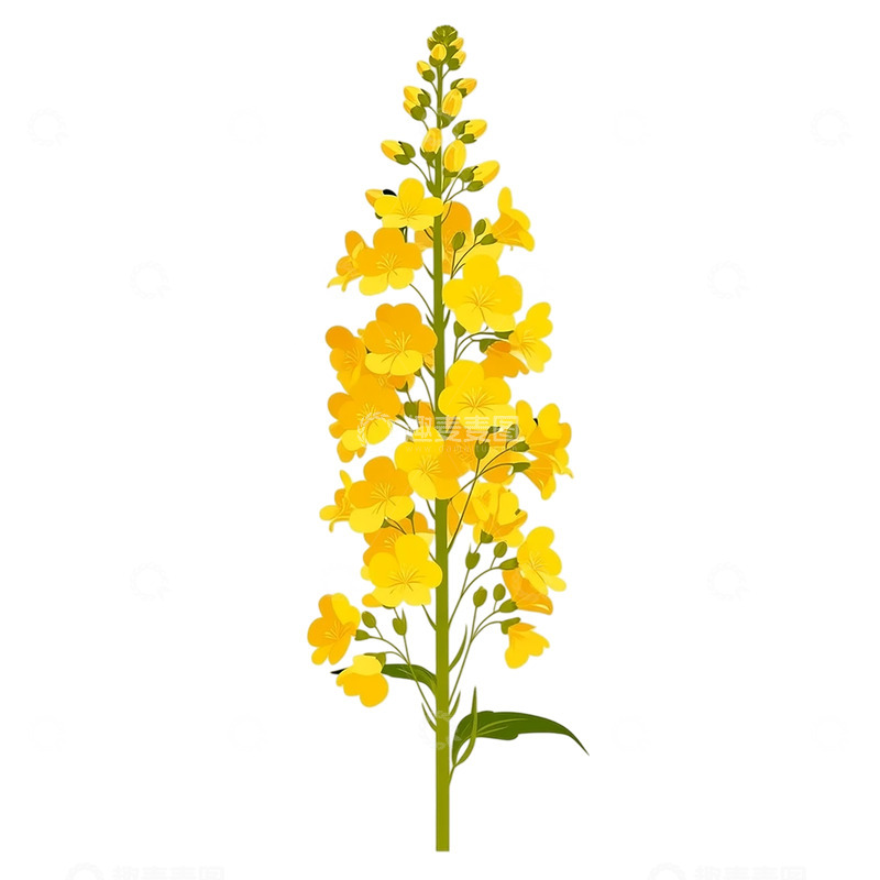 高清大图下载【趣麦麦图】春日花海的黄金律动