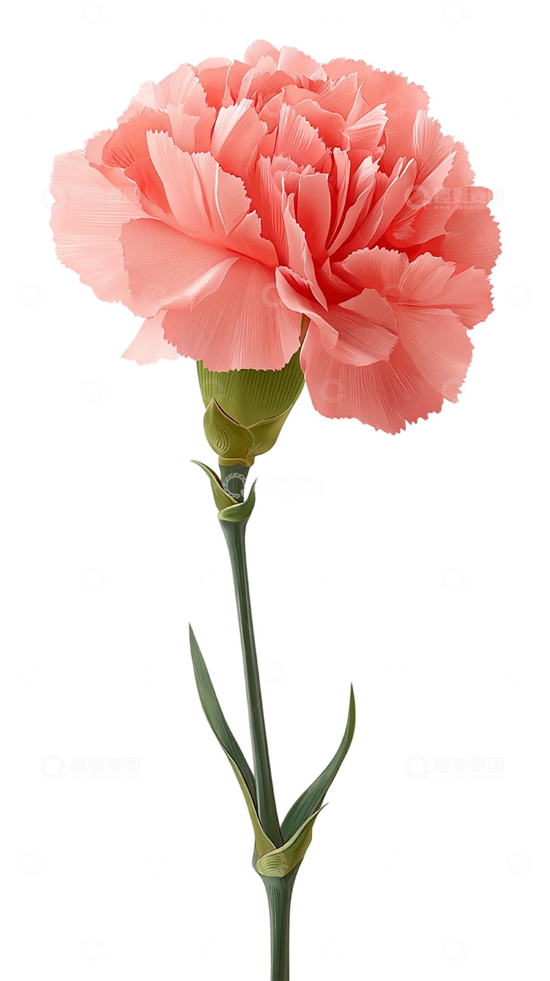 高清大图下载【趣麦麦图】粉色康乃馨梦境缥缈