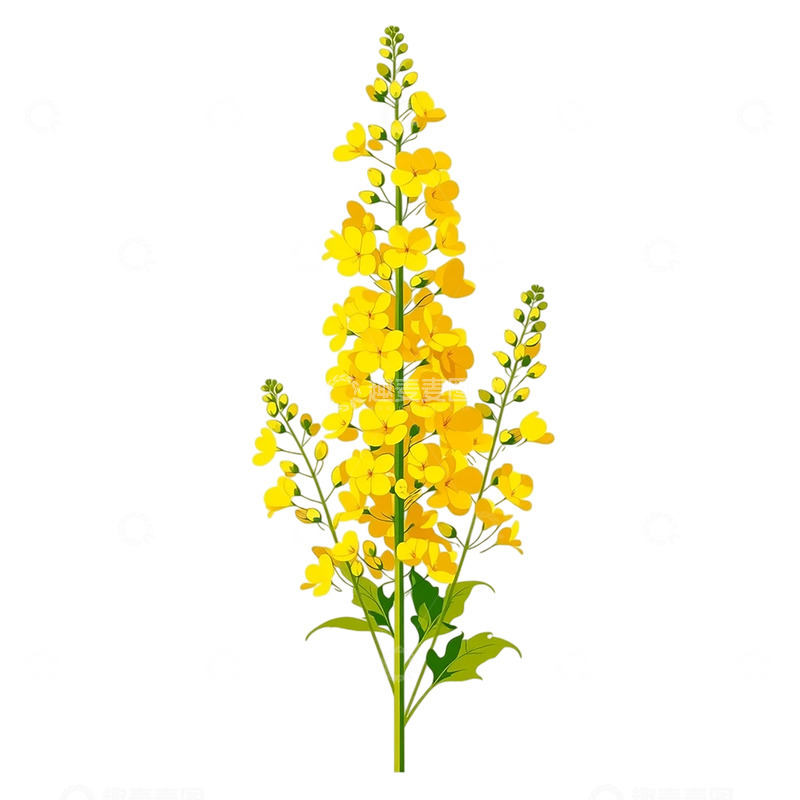 高清大图下载【趣麦麦图】金色花海映秋日辉煌