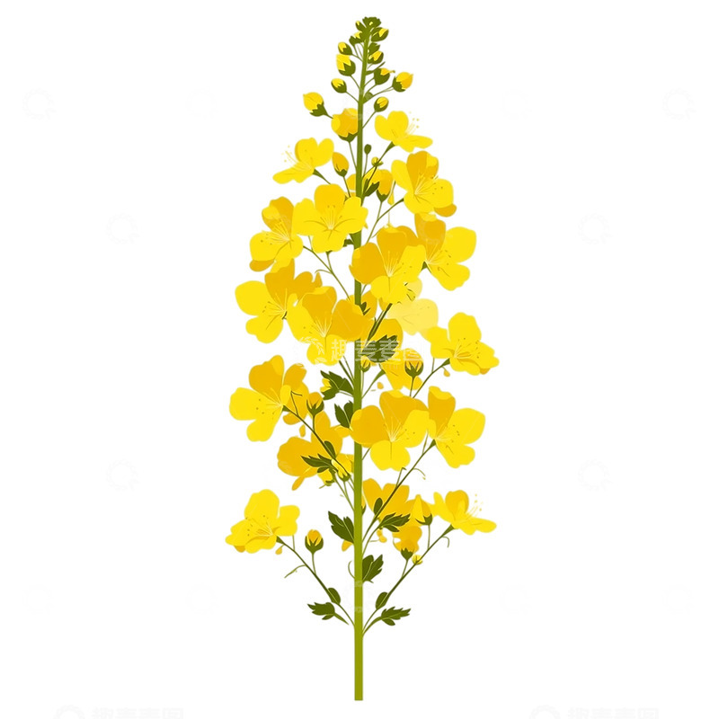 高清大图下载【趣麦麦图】金色海洋油菜花盛开如梦