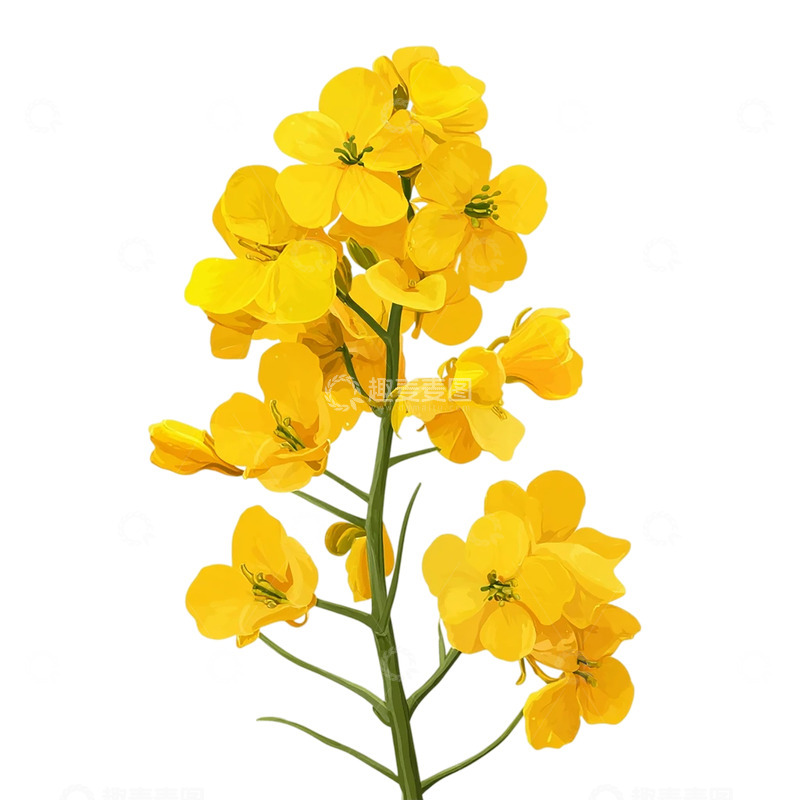 高清大图下载【趣麦麦图】金色油菜花海的诗意狂想