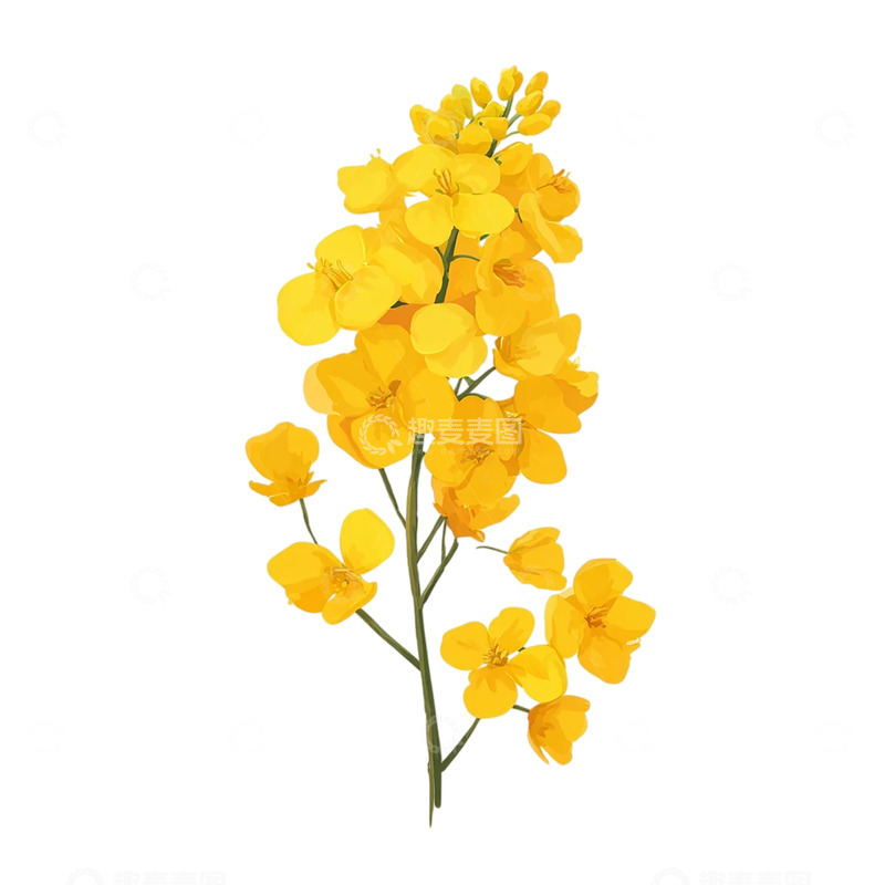 高清大图下载【趣麦麦图】金色花海盛放时光