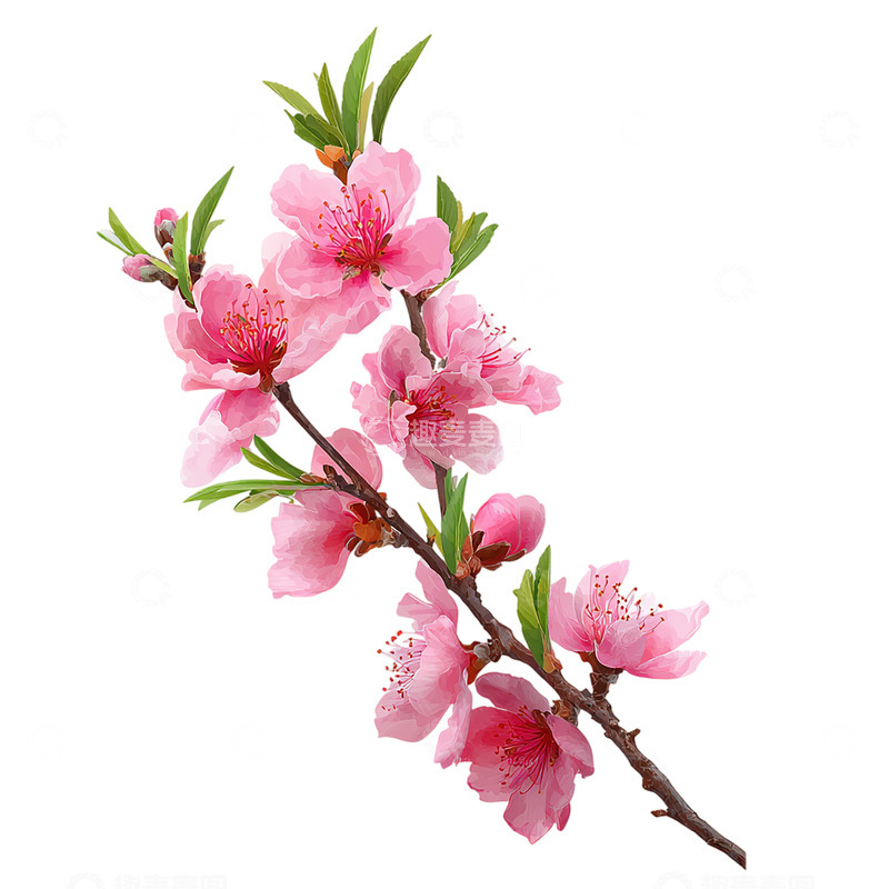 高清大图下载【趣麦麦图】桃花醉春风绽放如云