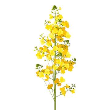 金色海洋中的油菜花盛宴