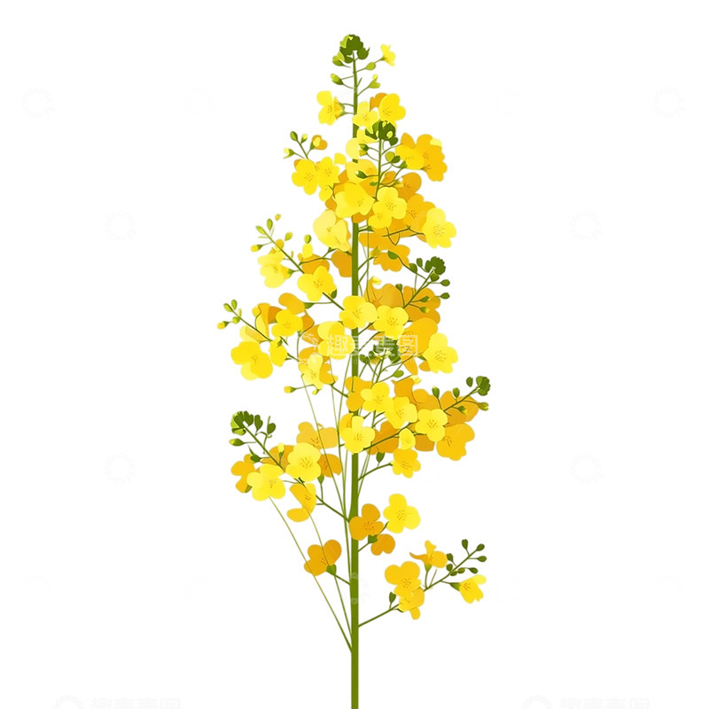 高清大图下载【趣麦麦图】金色海洋中的油菜花盛宴