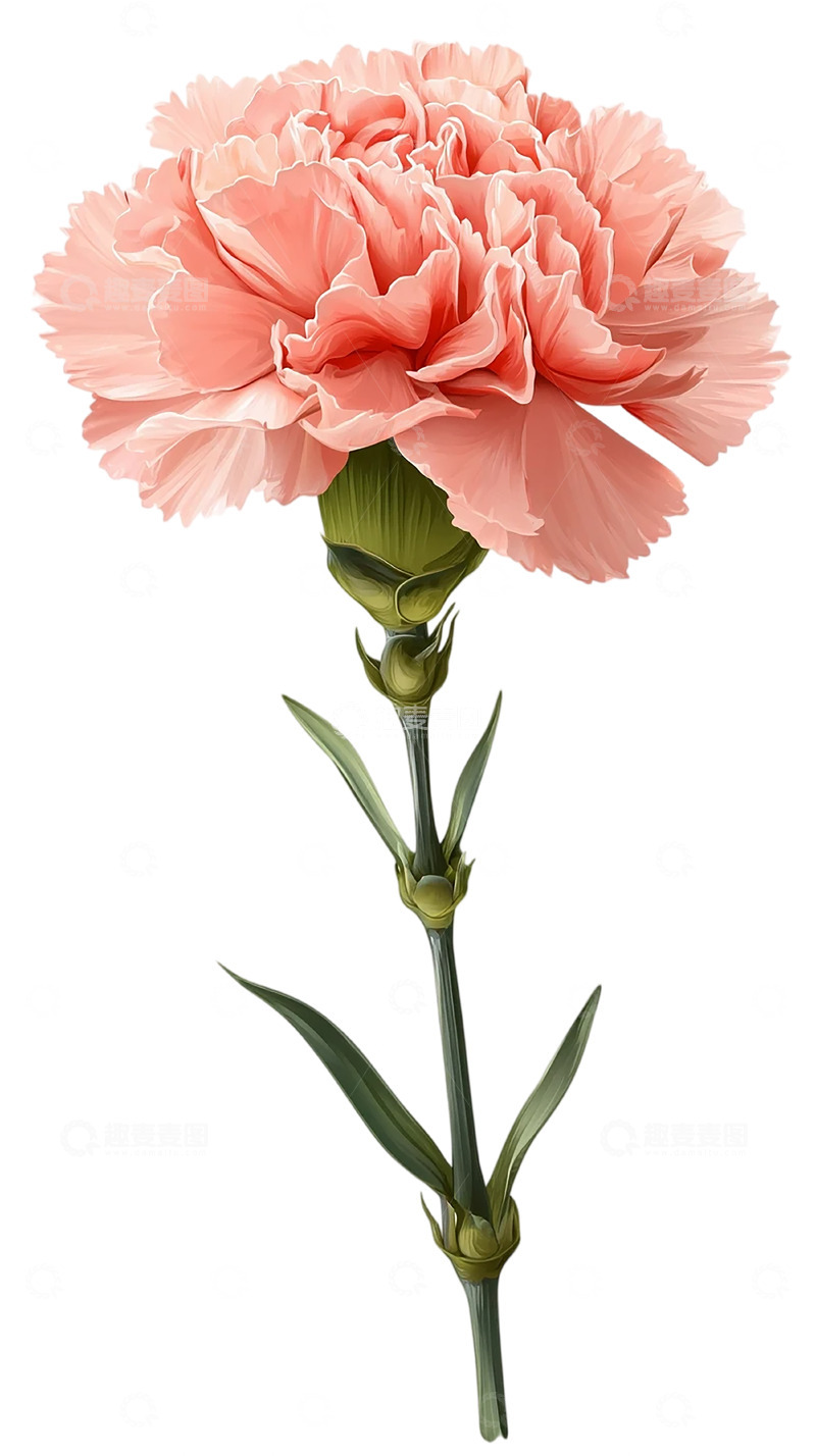 高清大图下载【趣麦麦图】粉色康乃馨的梦幻绽放