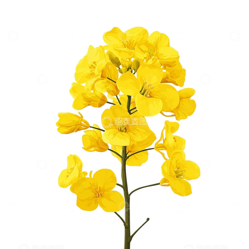 高清大图下载【趣麦麦图】金色海洋中的油菜花盛开奇观