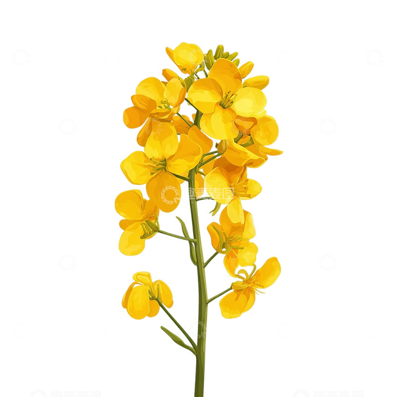 高清大图下载【趣麦麦图】金色花海中的晨曦暖意