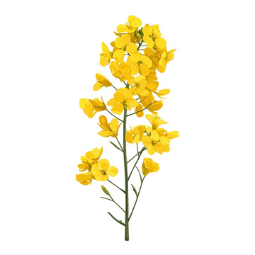 金色油菜花海缤纷盛开