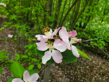 蜜蜂采蜜花卉花朵花瓣花蕊绿叶