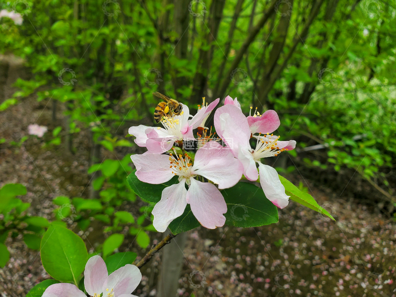 高清大图下载【趣麦麦图】蜜蜂采蜜花卉花朵花瓣花蕊绿叶