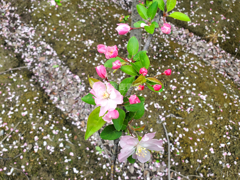 高清大图下载【趣麦麦图】樱花花朵花苞花卉绿叶树枝