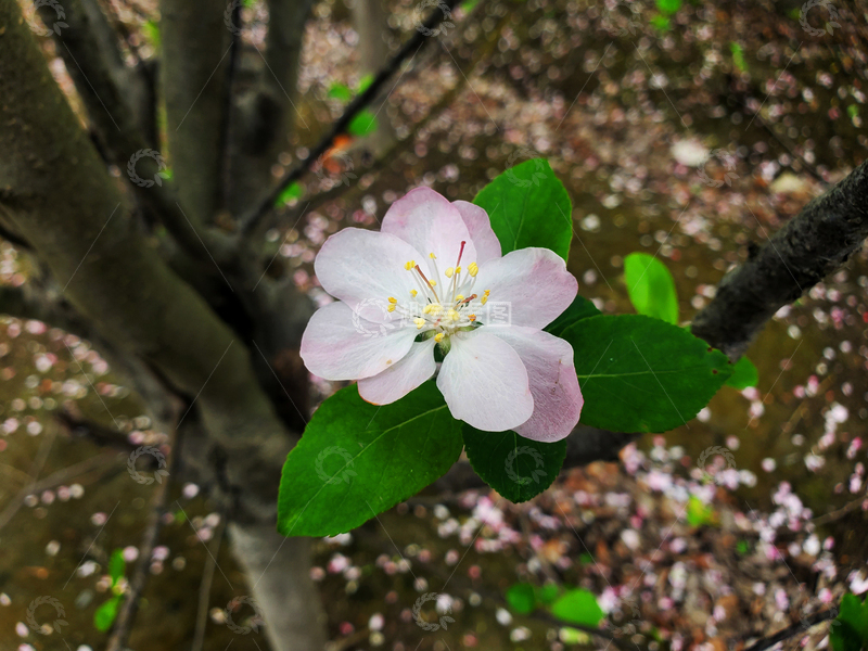 高清大图下载【趣麦麦图】晚樱樱花花卉花朵花瓣花蕊绿叶
