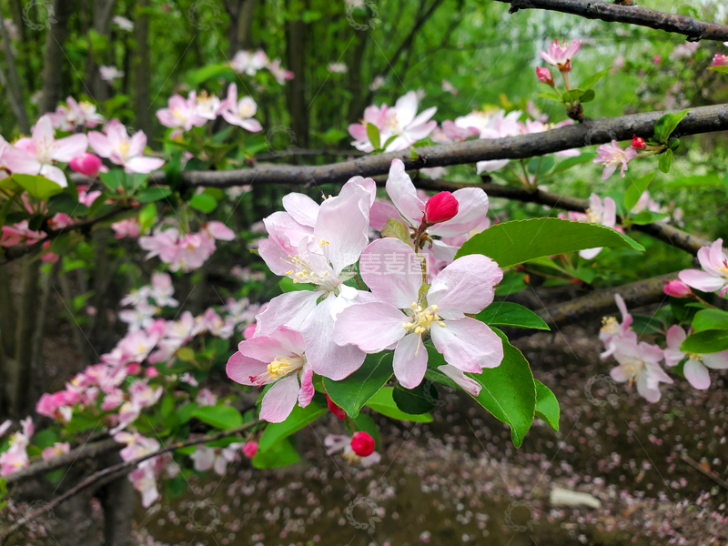 高清大图下载【趣麦麦图】晚樱樱花花卉花朵花瓣花蕊树叶