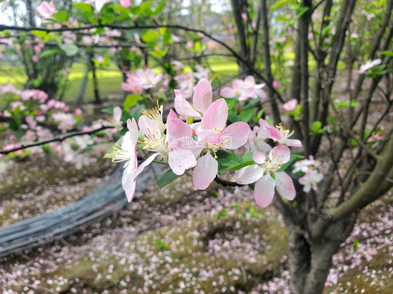 高清大图下载【趣麦麦图】樱花花朵花瓣花卉花枝树枝树木