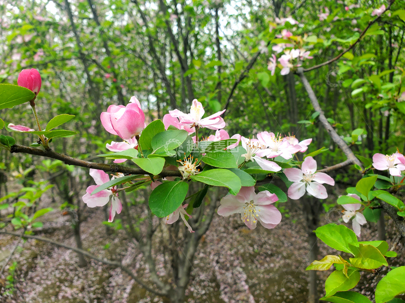 高清大图下载【趣麦麦图】樱花晚樱花卉花朵绿叶树枝