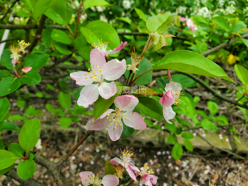 高清大图下载【趣麦麦图】绿叶树枝树枝樱花花朵花卉花瓣