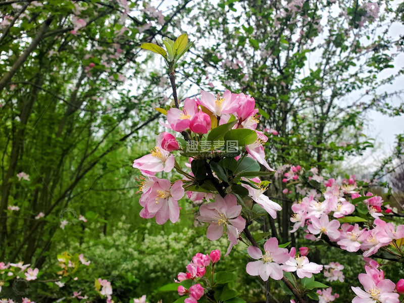 高清大图下载【趣麦麦图】花枝树枝樱花晚樱花朵花卉