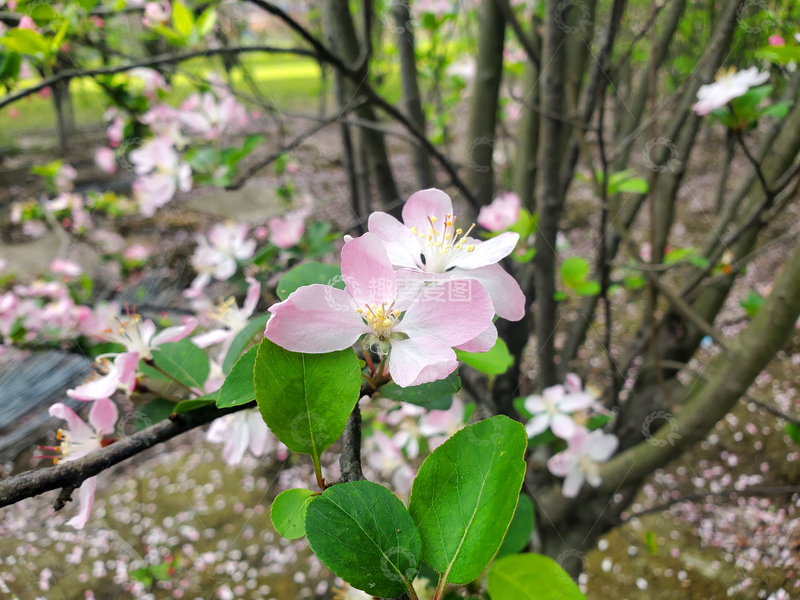 高清大图下载【趣麦麦图】花瓣花蕊花朵花卉樱花晚樱绿叶